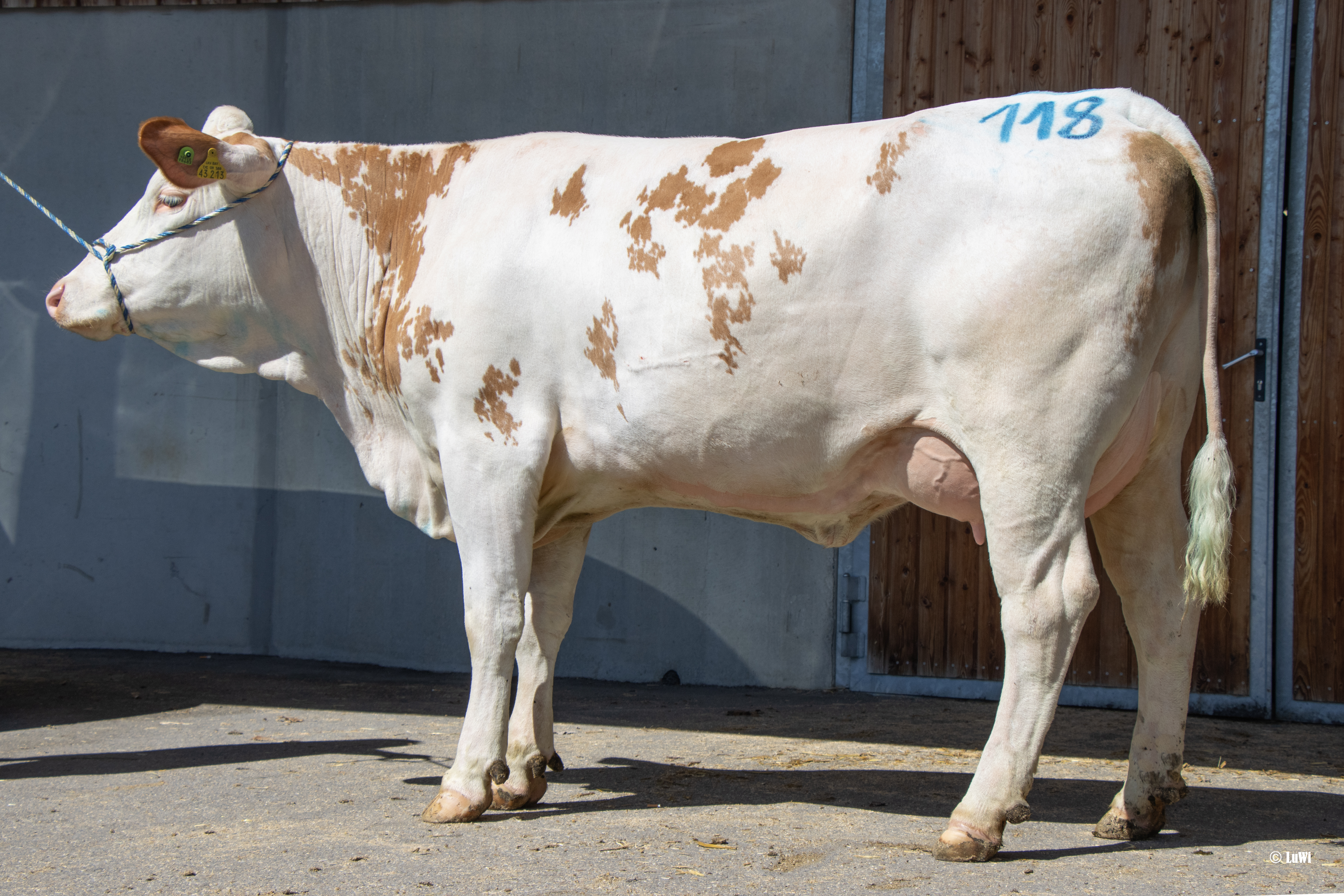 Nummer 118 Lechner