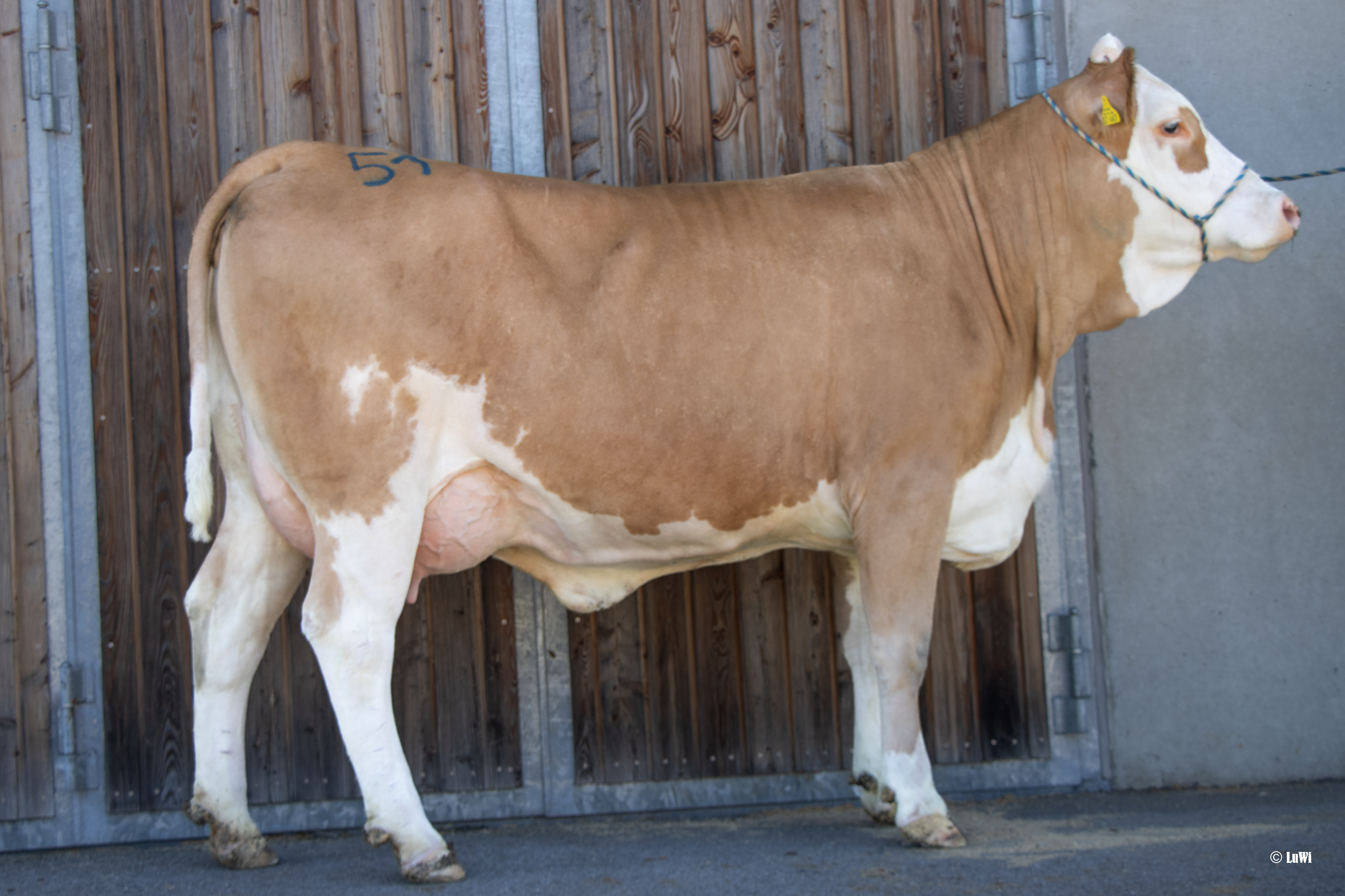 Nummer 51 Maier